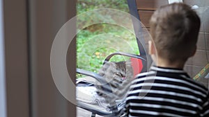 Domestic cat sitting outside on the terrace, looks through glass window door inside the house at 2 years old caucasian