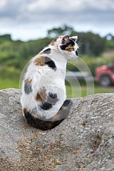 A domestic cat sitting and prowling on a rock