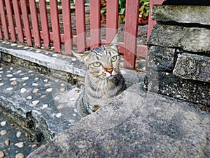 Domestic Cat Sitting on Stair Step Cautiously Looking at Something