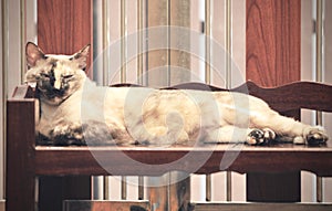 Domestic Cat sleeping on shelf, sleeping high on the floor.