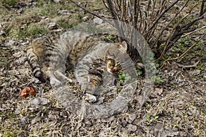 A domestic cat sleeps under a currant bush in a withered grass