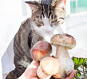 Domestic cat smells fresh forest porcini boletus mushrooms