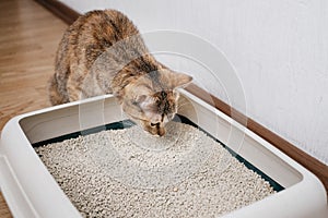 Domestic cat sniffs bulk litter.