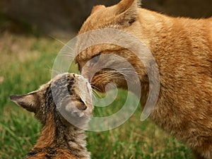 Domestic cat snuggling up to a kitten, providing comfort and companionship