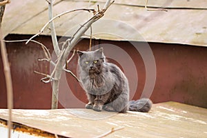 Domestic cat staring at the camera, close up