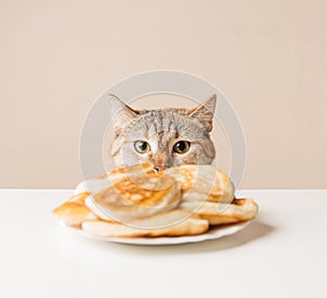 Domestic cat staring at pancakes.