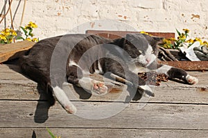 A domestic cat with a stern look lies on a wooden box.