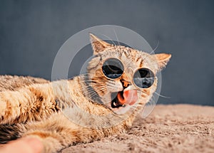 A domestic cat in stylish round sunglasses licks its lips while lying on a plaid.