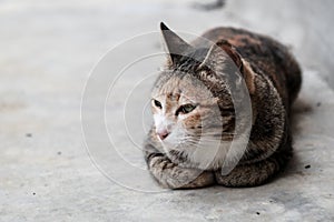 A domestic cat sunbathing