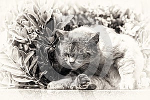 Domestic cat sunbathing curled up on a low wall.