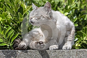 Domestic cat sunbathing curled up on a low wall.