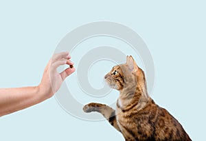 Domestic cat teaching treat commands on a blue background