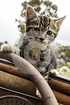 Domestic cat, Tortoise shell, driving an old rusted car