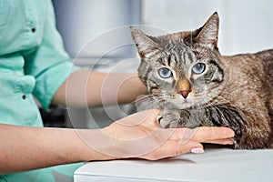 Domestic cat trust veterinarian, paw in a palm of a hand