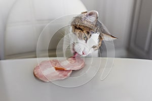 Domestic cat trying to steal slice of ham from a table. Hungry cat at the kitchen.