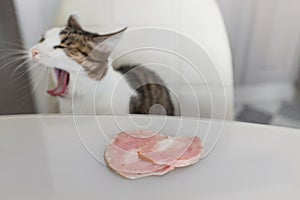 Domestic cat trying to steal slice of ham from a table. Hungry cat at the kitchen. photo