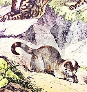 Domestico gatto antico un libro da gli animali secondo  1880 