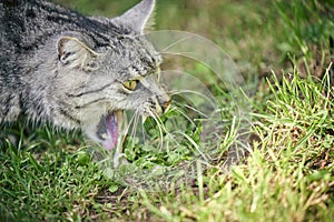 Domestic cat vomit on grass