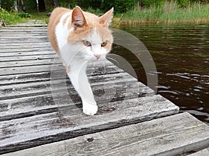 Domestic cat is walking on a wooden deck by the lakeside