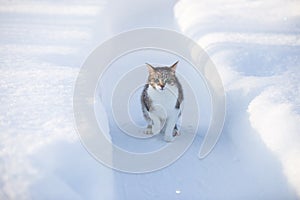 Domestic cat walks in winter in the yard, sitting on the path between snowdrifts, sunny day