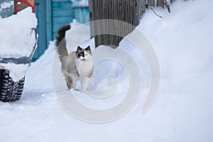 Domestic cat walks in winter in the yard, sitting on the path between snowdrifts, sunny day