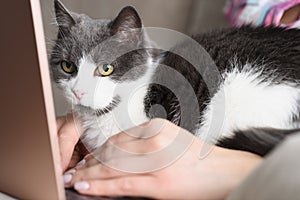 Domestic cat watch owner work on laptop, lay on lap with person