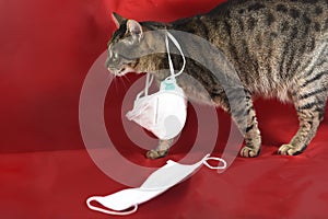 Domestic cat wearing surgical mask