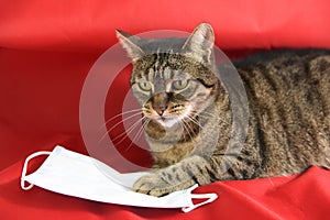 Domestic cat wearing surgical mask