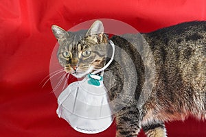 Domestic cat wearing surgical mask