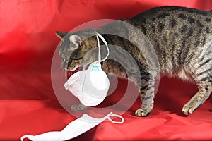 Domestic cat wearing surgical mask