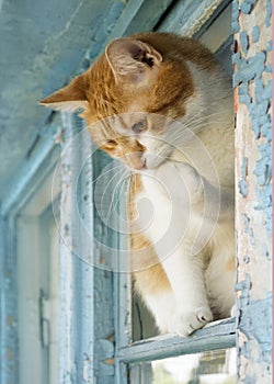 Domestic cat at the window, cat face, amazement