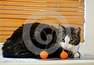 Doméstico gato sobre el alféizar de la ventana sobre el otono 