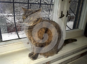 Domestic cat on the windowsill in winter