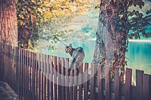 Domestic cat on wooden fence