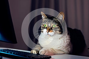 A domestic cat works at a computer while sitting on a chair at a desk. Concept of working from home or online ordering