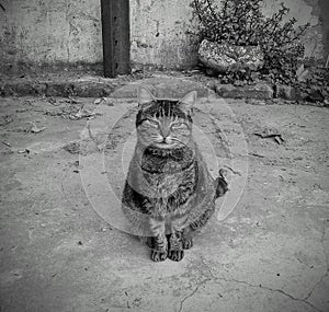 Domestic cat black and white photo