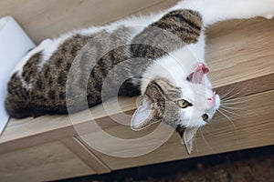 Domestic cat yawning lying on the shelf