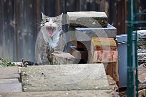 Domestic cat yawns with open mouth