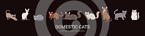 Domestic cats banner design with breeds of animals, flat vector illustration.