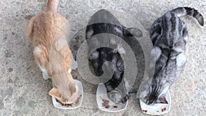 Domestic cats eat their food. Three cats are eating food from white plates. Two gray and ginger cat are having lunch.