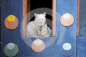 Domestic cats (felis catus) at the Kurjey Lhakhang, Bhutan