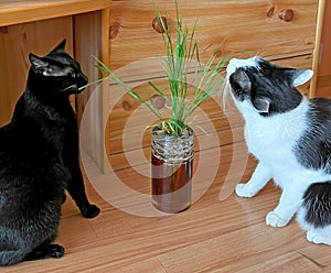 Domestic cats with grass in a vase.