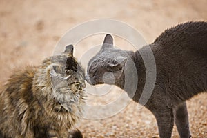 DOMESTIC CATS IN NAMIBIA