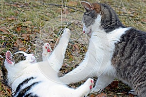 Domestic cats playing outdoors