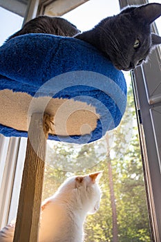 Domestic cats sit by the window