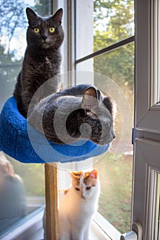 Domestic cats sit by the window