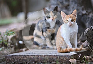 Domestic cats sitting on a  concrete surface  in a natural outdoor environment