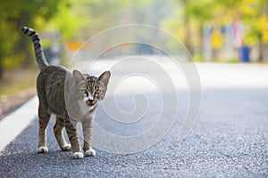 Domestic cats standing on asphalt road