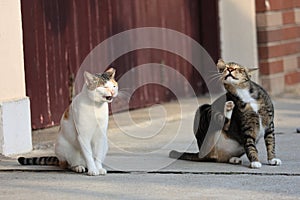 Domestic Cats in Tai O