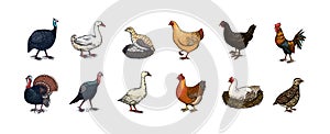 Domestic Chicken bird. Turkey guinea fowl goose duck quail. Hand drawn. Engraved Farm animal. Old monochrome sketch